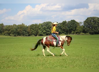 American Quarter Horse, Gelding, 5 years, 14.1 hh, Tobiano-all-colors