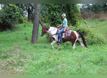American Quarter Horse, Gelding, 5 years, 14.1 hh, Tobiano-all-colors