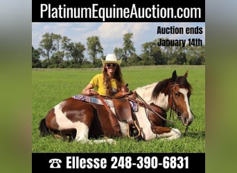 American Quarter Horse, Gelding, 5 years, 14.1 hh, Tobiano-all-colors
