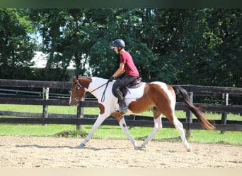 American Quarter Horse, Gelding, 5 years, 14.1 hh, Tobiano-all-colors