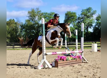 American Quarter Horse, Gelding, 5 years, 14.1 hh, Tobiano-all-colors