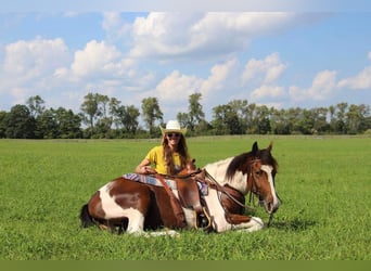 American Quarter Horse, Gelding, 5 years, 14.1 hh, Tobiano-all-colors