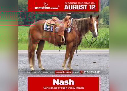 American Quarter Horse, Gelding, 5 years, 14.3 hh, Sorrel