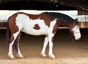 American Quarter Horse, Gelding, 5 years, 15.1 hh, Tobiano-all-colors