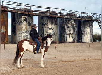 American Quarter Horse, Gelding, 5 years, 15.1 hh, Tobiano-all-colors