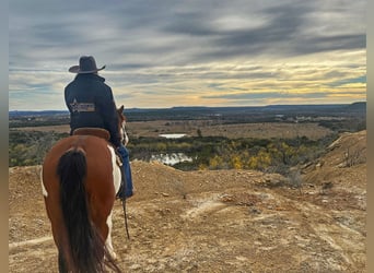 American Quarter Horse, Gelding, 5 years, 15.1 hh, Tobiano-all-colors