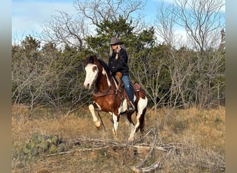 American Quarter Horse, Gelding, 5 years, 15.1 hh, Tobiano-all-colors