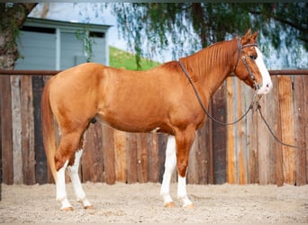 American Quarter Horse, Gelding, 6 years, Dun
