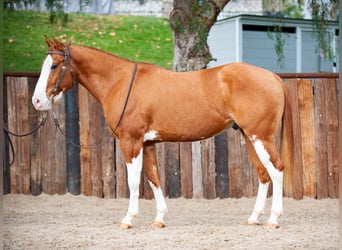 American Quarter Horse, Gelding, 6 years, Dun