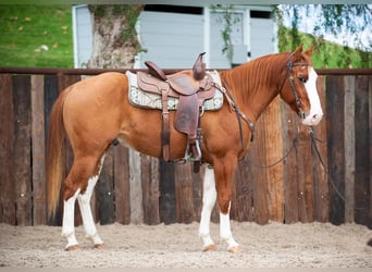 American Quarter Horse, Gelding, 6 years, Dun