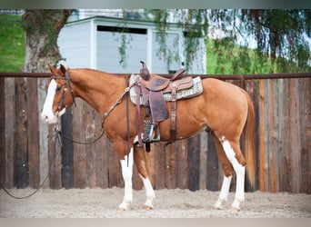 American Quarter Horse, Gelding, 6 years, Dun