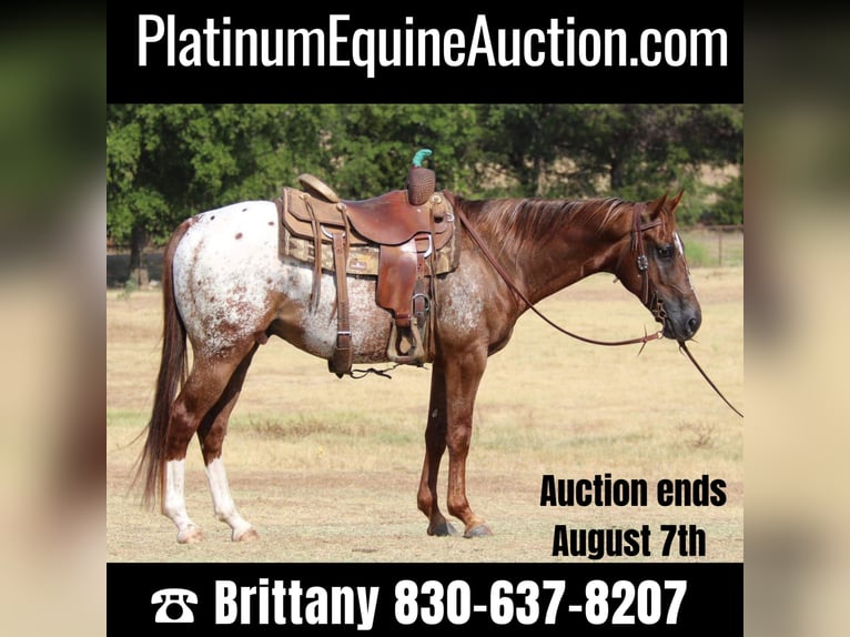 American Quarter Horse Gelding 7 years 14,2 hh Chestnut in Gainesville TX