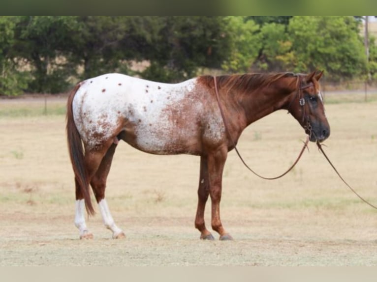 American Quarter Horse Gelding 7 years 14,2 hh Chestnut in Gainesville TX