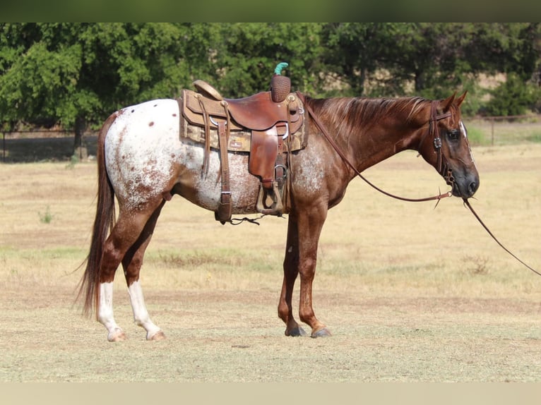 American Quarter Horse Gelding 7 years 14,2 hh Chestnut in Gainesville TX