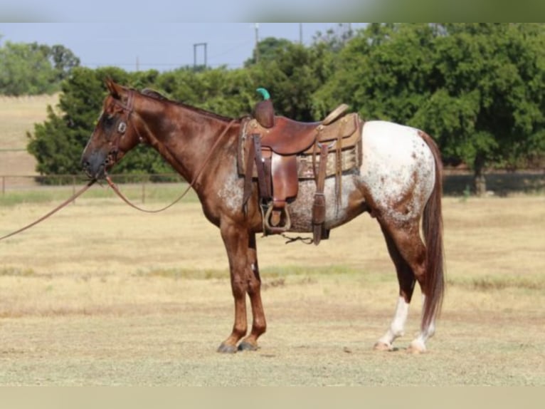 American Quarter Horse Gelding 7 years 14,2 hh Chestnut in Gainesville TX