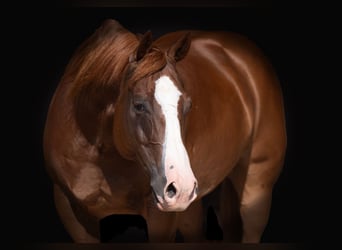 American Quarter Horse, Gelding, 7 years, 14.3 hh, Sorrel