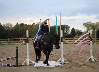 American Quarter Horse, Gelding, 7 years, 16 hh, Black