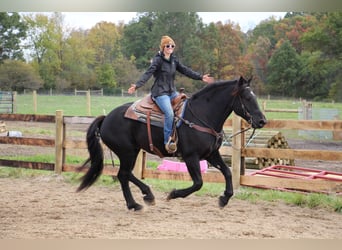 American Quarter Horse, Gelding, 7 years, 16 hh, Black