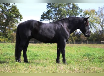 American Quarter Horse, Gelding, 7 years, 16 hh, Black