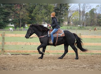 American Quarter Horse, Gelding, 7 years, 16 hh, Black
