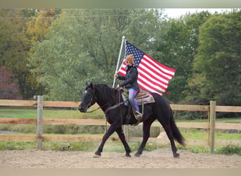 American Quarter Horse, Gelding, 7 years, 16 hh, Black