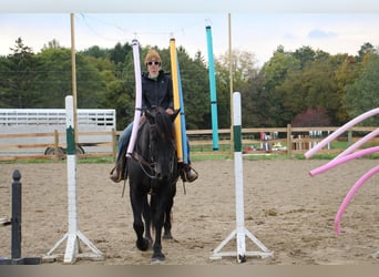 American Quarter Horse, Gelding, 7 years, 16 hh, Black
