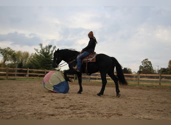 American Quarter Horse, Gelding, 7 years, 16 hh, Black