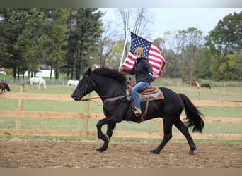 American Quarter Horse, Gelding, 7 years, 16 hh, Black