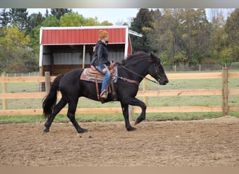 American Quarter Horse, Gelding, 7 years, 16 hh, Black
