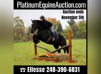 American Quarter Horse, Gelding, 7 years, 16 hh, Black