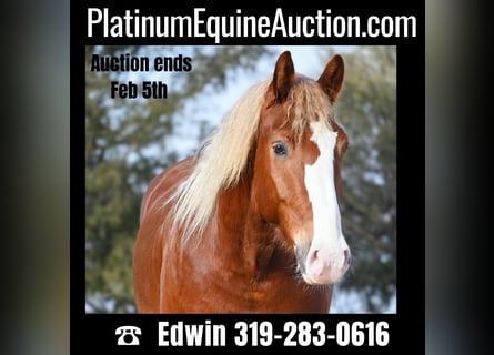 American Quarter Horse, Gelding, 7 years, Sorrel