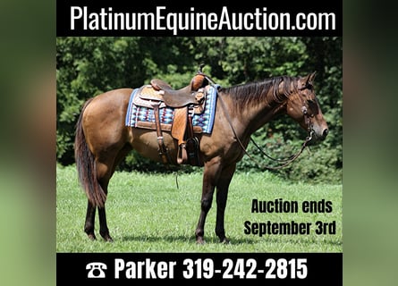 American Quarter Horse, Gelding, 8 years, Bay