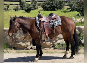 American Quarter Horse, Gelding, 8 years, Bay