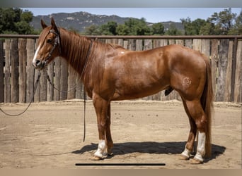 American Quarter Horse, Gelding, 8 years, Sorrel