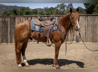 American Quarter Horse, Gelding, 8 years, Sorrel