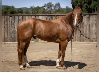 American Quarter Horse, Gelding, 8 years, Sorrel