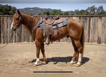 American Quarter Horse, Gelding, 8 years, Sorrel