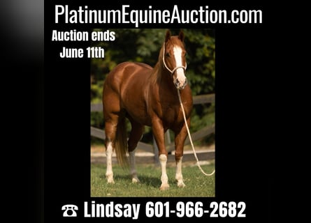 American Quarter Horse, Gelding, 9 years, Roan-Red