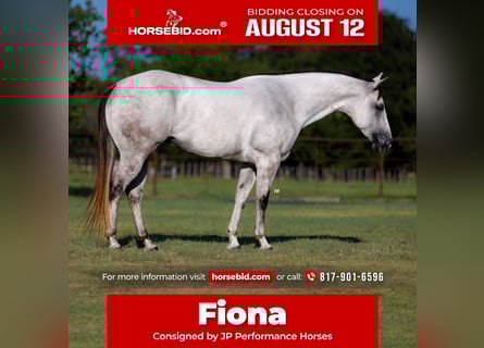 American Quarter Horse, Mare, 5 years, 15 hh, Gray