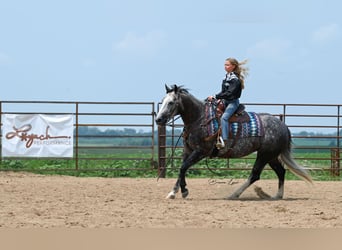 American Quarter Horse, Mare, 7 years, 14.2 hh, Gray