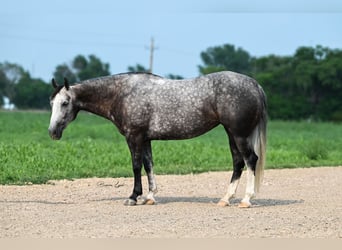 American Quarter Horse, Mare, 7 years, 14.2 hh, Gray