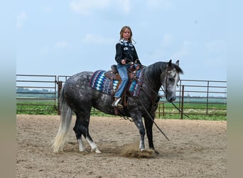 American Quarter Horse, Mare, 7 years, 14.2 hh, Gray