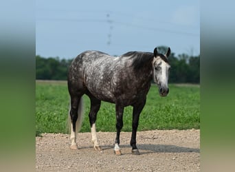 American Quarter Horse, Mare, 7 years, 14.2 hh, Gray
