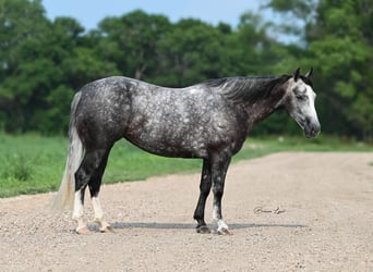 American Quarter Horse, Mare, 7 years, 14.2 hh, Gray