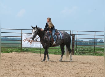 American Quarter Horse, Mare, 7 years, 14.2 hh, Gray
