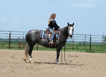 American Quarter Horse, Mare, 7 years, 14.2 hh, Gray