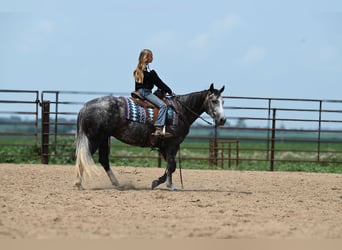 American Quarter Horse, Mare, 7 years, 14.2 hh, Gray