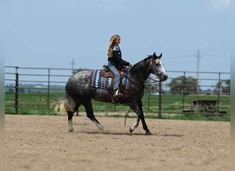 American Quarter Horse, Mare, 7 years, 14.2 hh, Gray