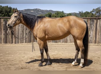 American Quarter Horse, Mare, 7 years, Buckskin