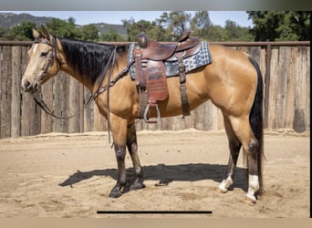 American Quarter Horse, Mare, 7 years, Buckskin